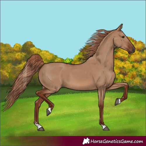 Horse Color:Red Dun 