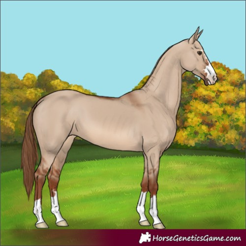 Horse Color:Red Dun