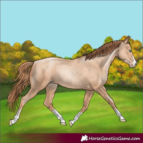 Horse Color:Gold Champagne Pearl Rabicano  and Sable Champagne Pearl Rabicano 