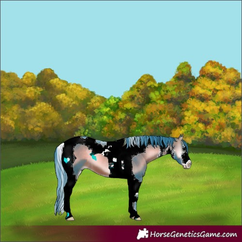 Horse Color:Watercolor White Spotted Brown Onyx Tobiano 