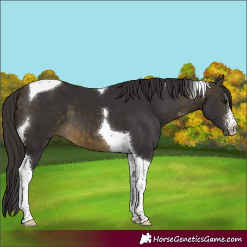Horse Color:Buckskin Sabino Tobiano