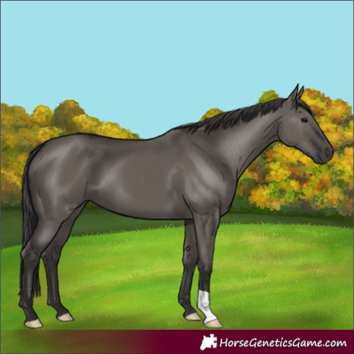 Horse Color:Smoky Grullo 