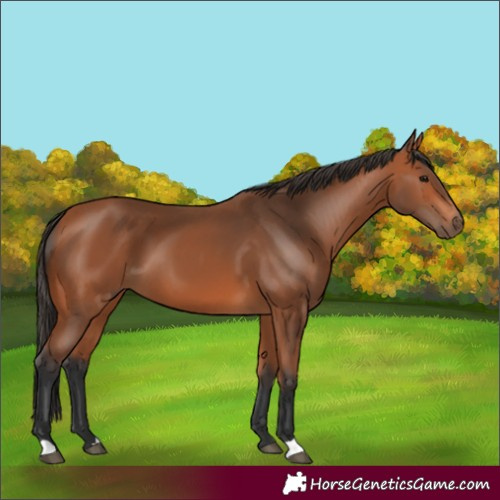 Horse Color:Bay 