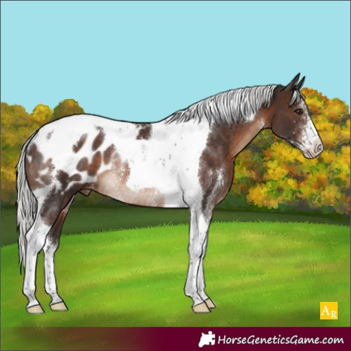 Horse Color:Silver Brown Sabino Tobiano Appaloosa Rabicano 