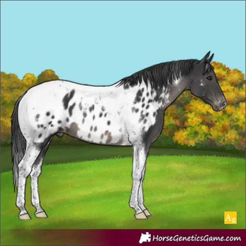 Horse Color:Black Tobiano Near Leopard 