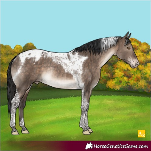 Horse Color:Brown Dun Tobiano Blanket Rabicano Brindle 