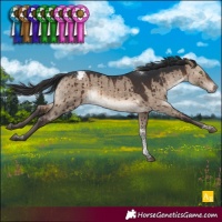 Horse Color:Brown Dun Tobiano Appaloosa Brindle