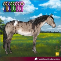 Horse Color:Brown Dun Tobiano Appaloosa Brindle 
