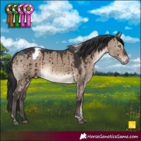 Horse Color:Brown Dun Tobiano Appaloosa Brindle 