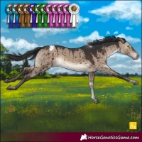 Horse Color:Brown Dun Tobiano Appaloosa Brindle