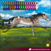Horse Color:Brown Dun Tobiano Appaloosa Brindle