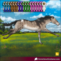 Horse Color:Brown Dun Tobiano Appaloosa Brindle