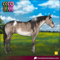 Horse Color:Brown Dun Tobiano Appaloosa Brindle 