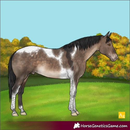 Horse Color:Brown Dun Tobiano Blanket 