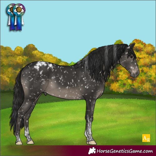 Horse Color:Gray Black Tobiano Appaloosa Rabicano