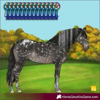Horse Color:Gray Black Tobiano Blanket Rabicano 