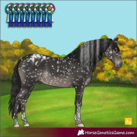 Horse Color:Gray Black Tobiano Appaloosa Rabicano