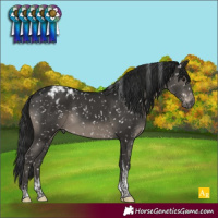 Horse Color:Gray Black Tobiano Appaloosa Rabicano