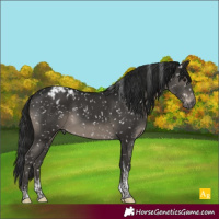Horse Color:Gray Black Tobiano Appaloosa Rabicano