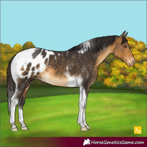 Horse Color:Buckskin Tobiano Appaloosa 