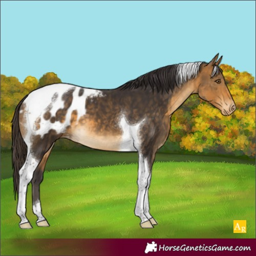 Horse Color:Buckskin Tobiano Appaloosa 