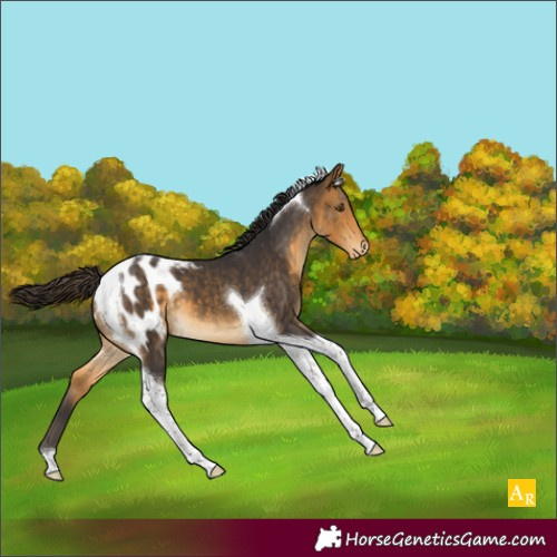 Horse Color:Buckskin Tobiano Appaloosa