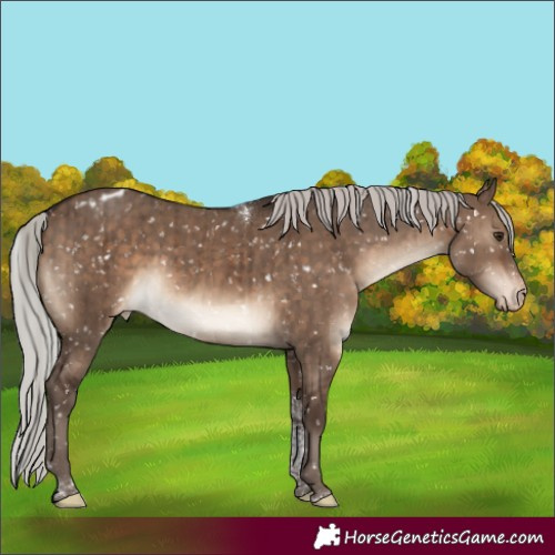 Horse Color:Silver Brown Dun Tobiano Appaloosa Brindle