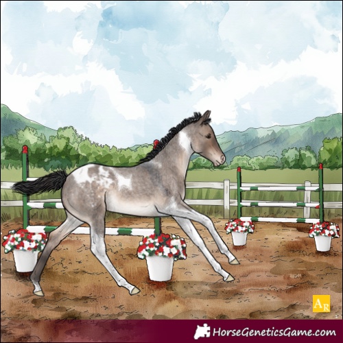 Horse Color:Brown Roan Dun Tobiano Appaloosa