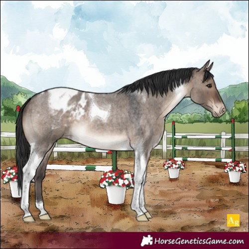 Horse Color:Brown Roan Dun Tobiano Appaloosa 