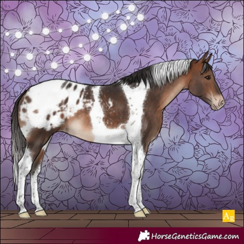 Horse Color:Bay Tobiano Appaloosa 