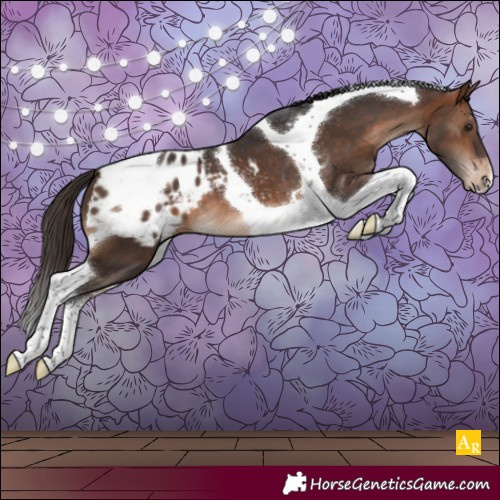 Horse Color:Bay Tobiano Appaloosa