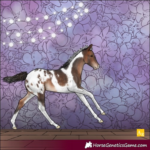 Horse Color:Bay Tobiano Appaloosa 