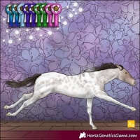 Horse Color:Bay Roan Dun Mushroom Tobiano Appaloosa