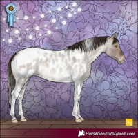 Horse Color:Bay Roan Dun Mushroom Tobiano Appaloosa 