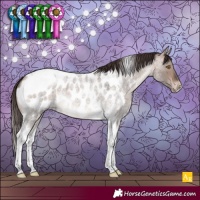 Horse Color:Bay Roan Dun Mushroom Tobiano Appaloosa