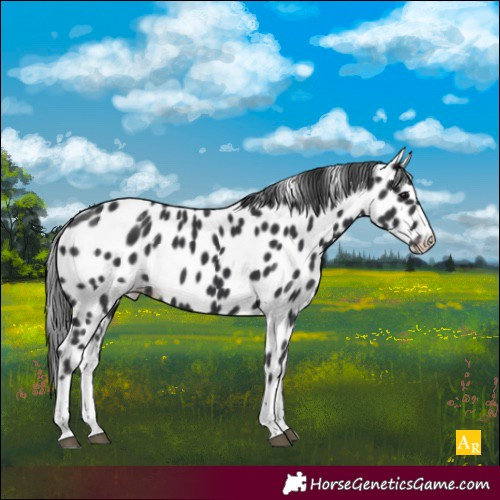 Horse Color:White Spotted Black Appaloosa