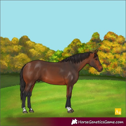 Horse Color:Bay 