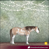 Horse Color:White Spotted Amber Champagne Splash