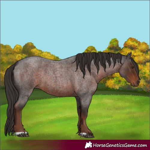 Horse Color:Liver Red Roan