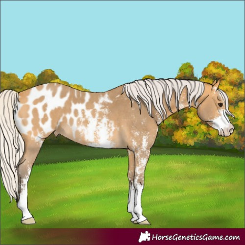 Horse Color:Silver Buckskin Sabino Appaloosa 