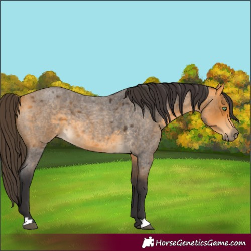 Horse Color:Buckskin Roan 