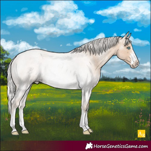 Horse Color:Silver Smoky Creme Roan Rabicano 