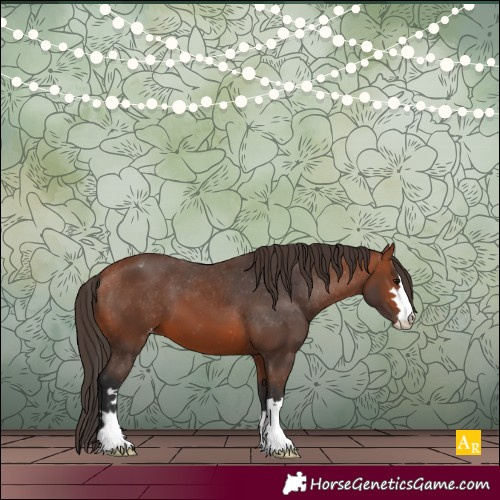 Horse Color:Bay Appaloosa 