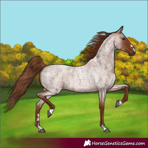 Horse Color:Red Roan 