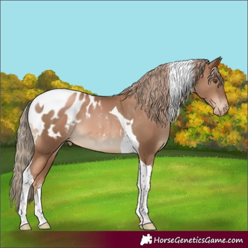 Horse Color:Liver Chestnut Pearl Tobiano Appaloosa 