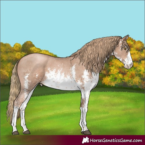 Horse Color:White Spotted Liver Chestnut Pearl Sabino