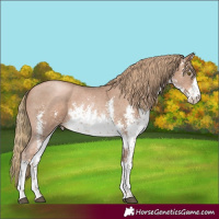 Horse Color:White Spotted Liver Chestnut Pearl Sabino 