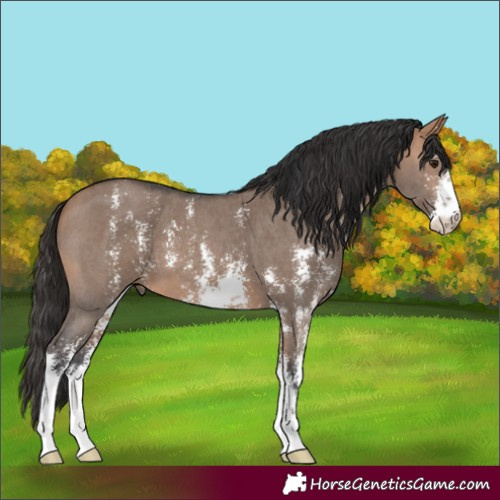 Horse Color:Bay Dun Sabino 