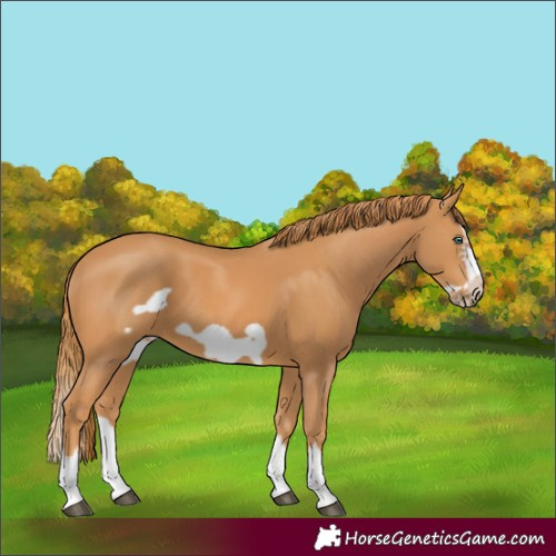 Horse Color:Chestnut Splash Frame 