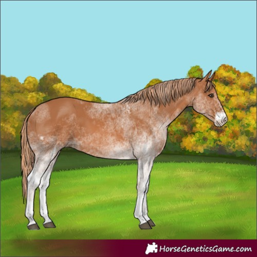 Horse Color:White Spotted Chestnut 